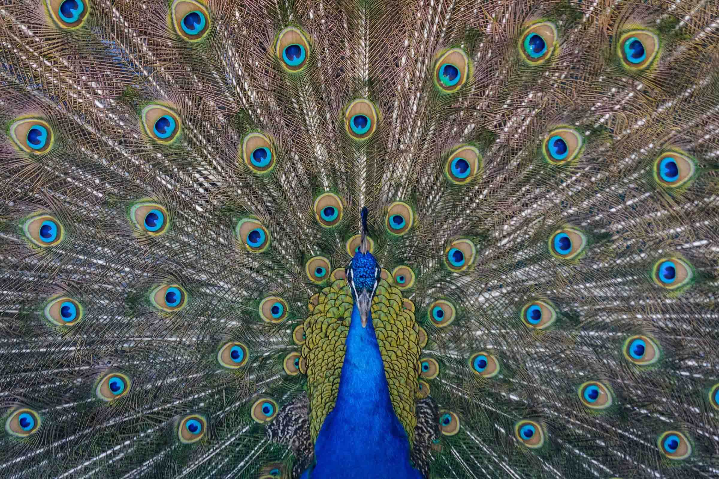 A Beautiful Nusaince: Inside the Coconut Grove Peacock War
