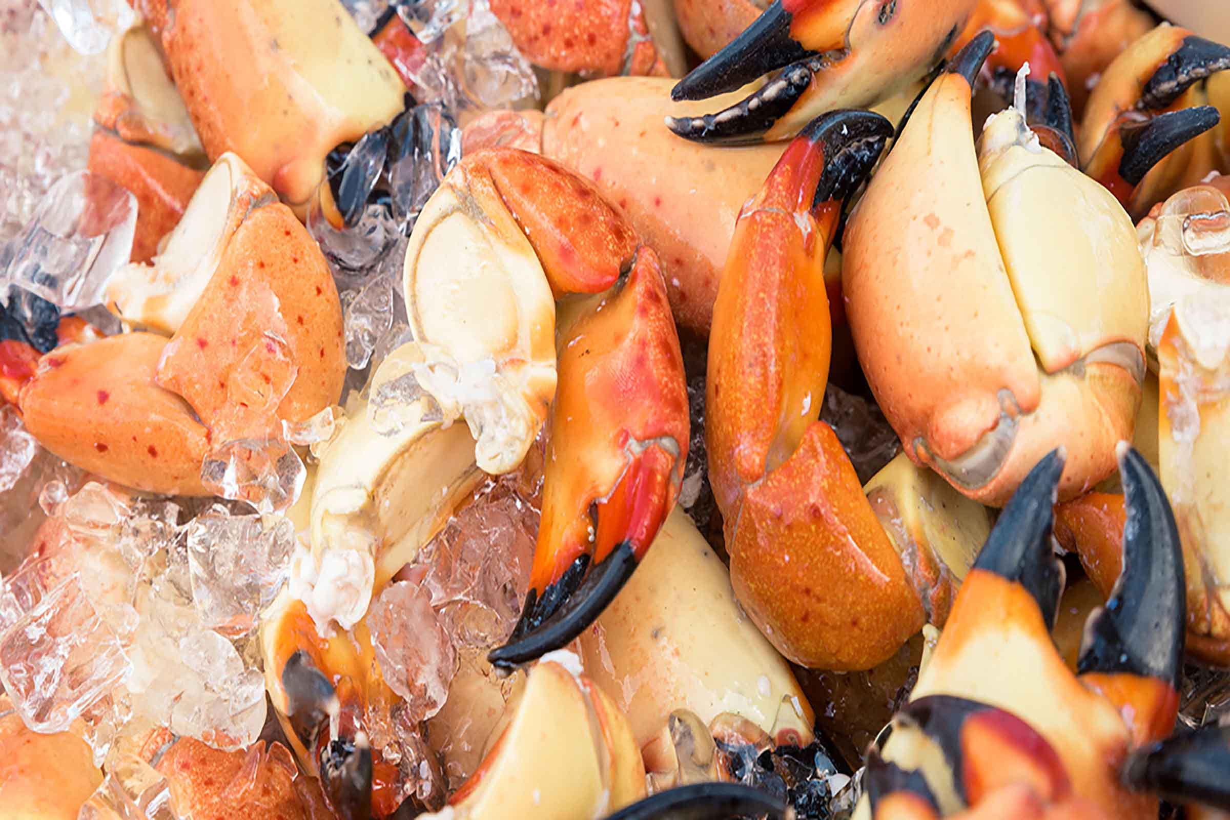 South Beach Seafood Festival - Stone Crab