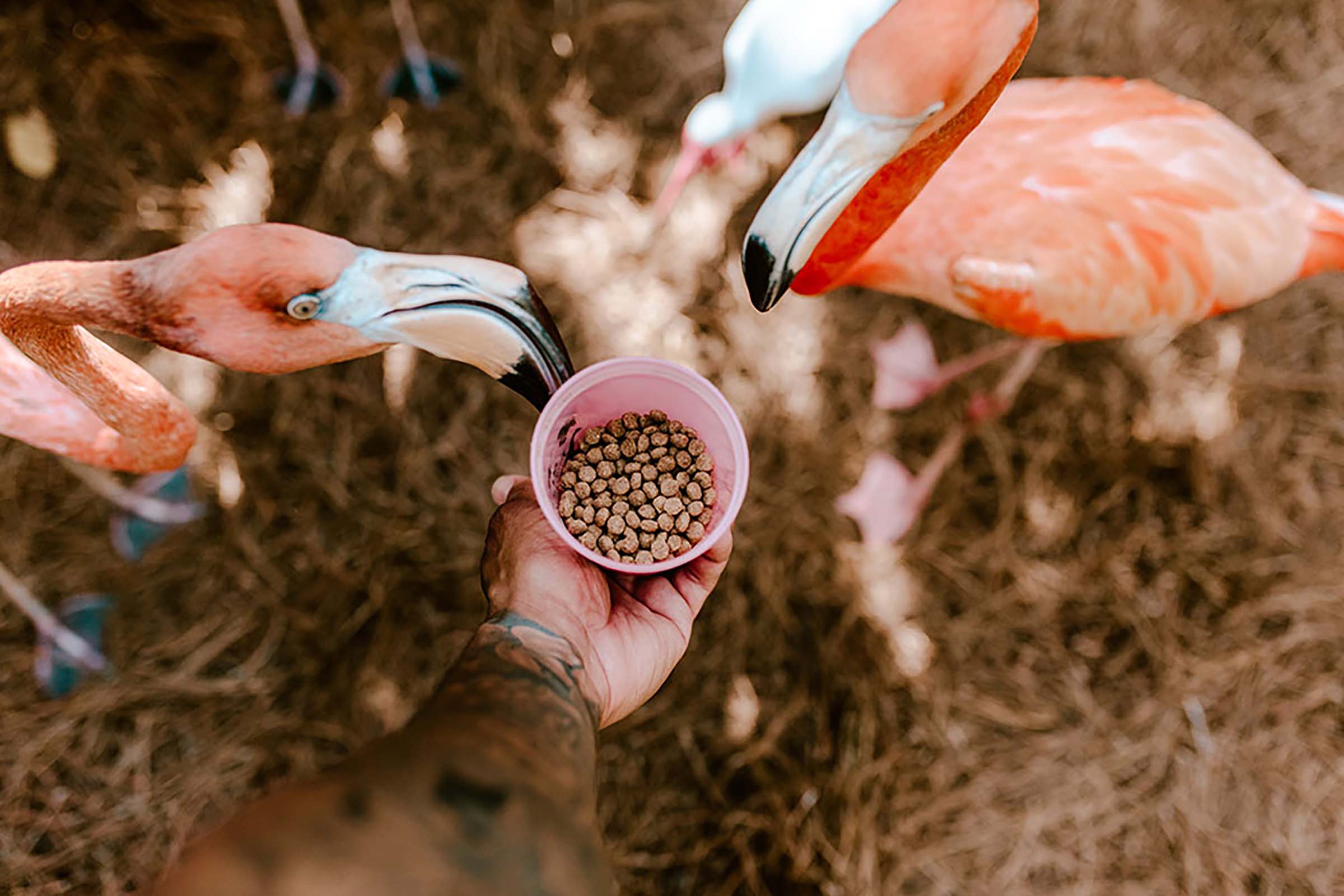 Jungle Island Flamingos Miami Kids