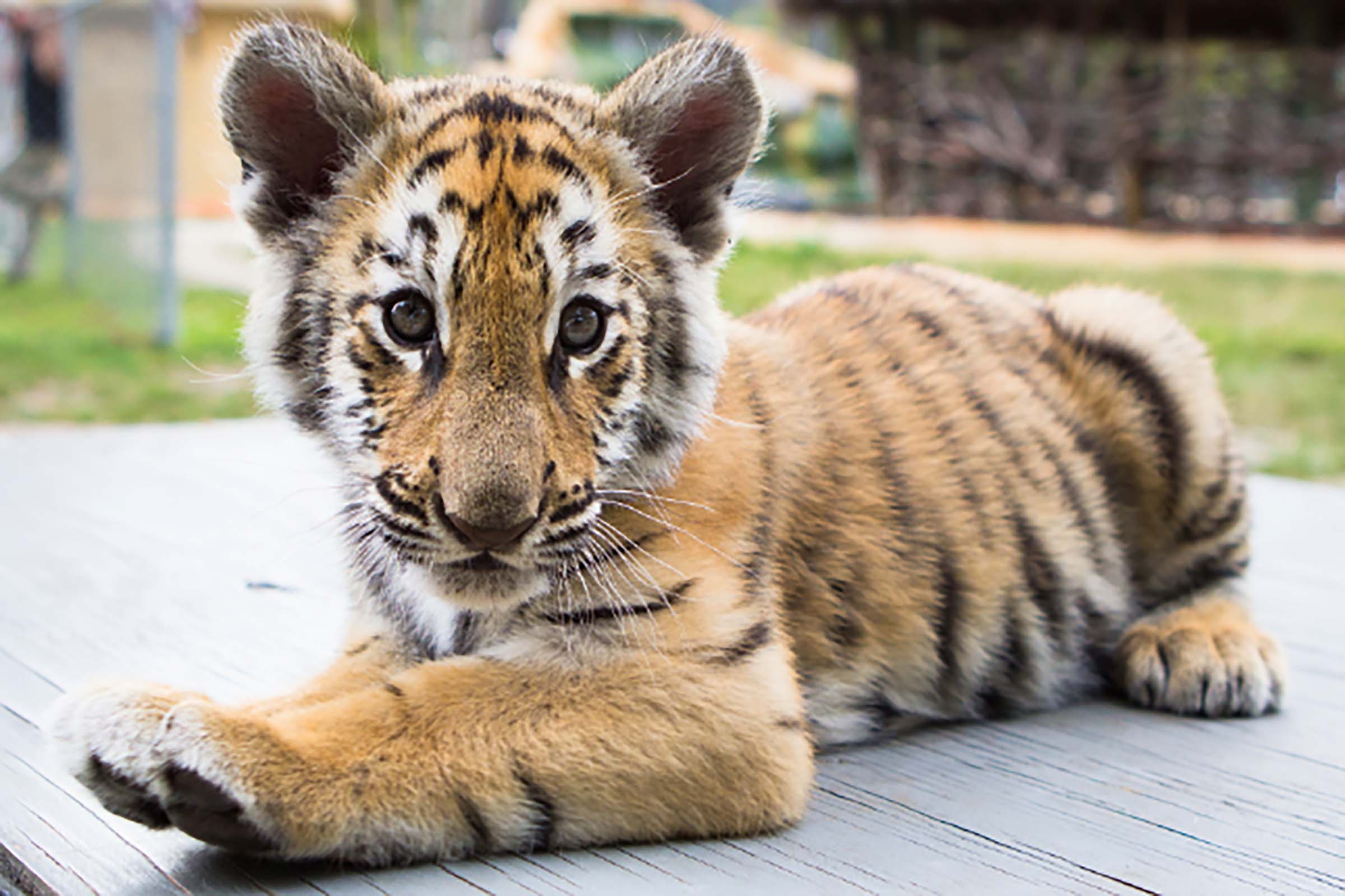 Zoological Wildlife Federation Miami Kids Tiger Cub Zoological Wildlife Federation Miami Kids Tiger Cub