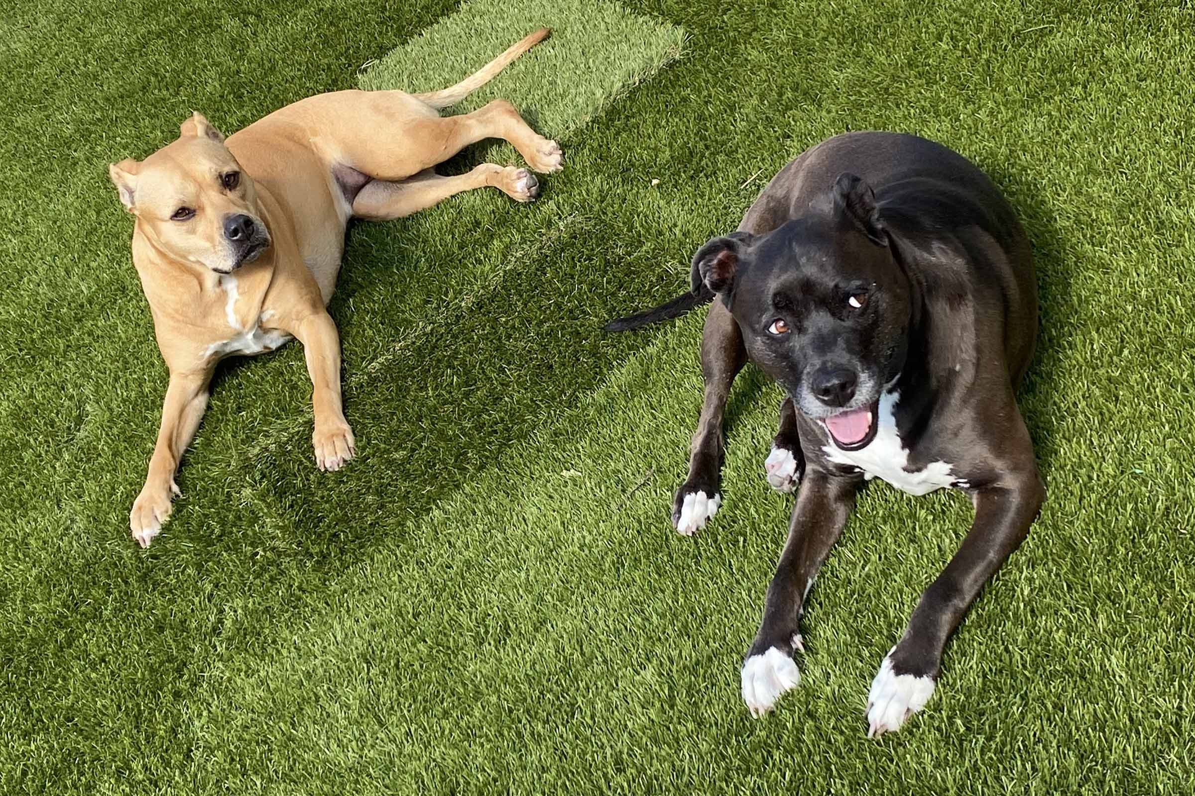 Miami's Top Five Best Dog Parks For 2023 Miami Luxury Homes